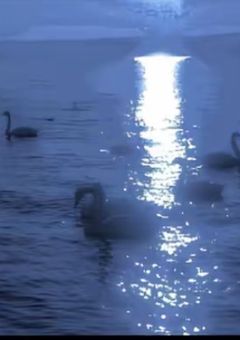 青 い 愛 玩 具 .  