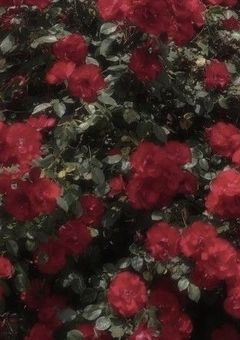 𝒮𝓃ℴ𝓌ℳ𝒶𝓃｜愛され悪役令嬢ちゃん