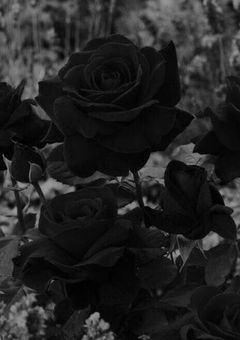 ⚜ 𝕾𝖓𝖔𝖜𝕸𝖆𝖓 ⚜｜嫌われ令嬢は隣国の王子に溺愛される 