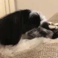 さあやさんのアイコン画像