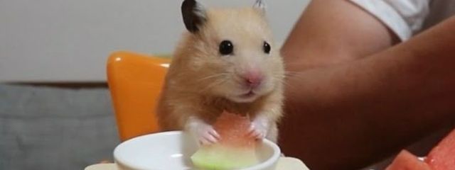 ちびねこみくさんの壁紙画像