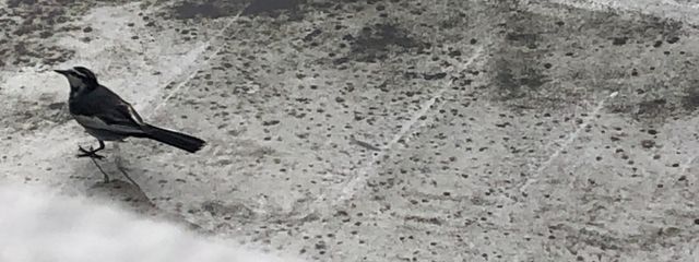 ユノ🦈🐈‍⬛さんの壁紙画像