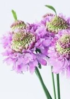 お人好は依存性が高いようです。