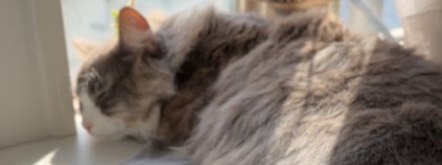 노을 Nouru.さんの壁紙画像