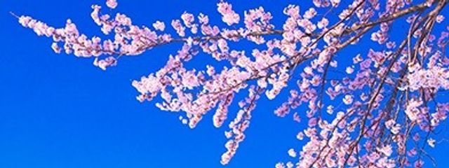 あむぅさんの壁紙画像