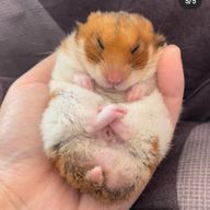 にこさんのアイコン画像