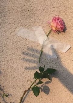 My flower 