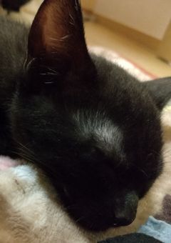 姉妹たちにさよならを