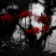 ダイフクさんのアイコン画像