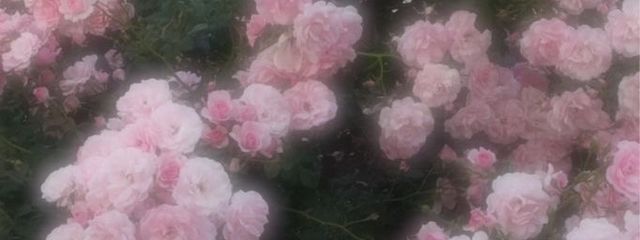 moaさんの壁紙画像