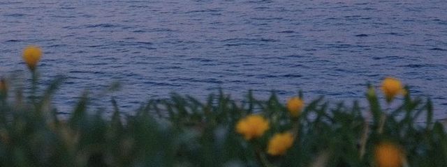 ぽいんせちあさんの壁紙画像