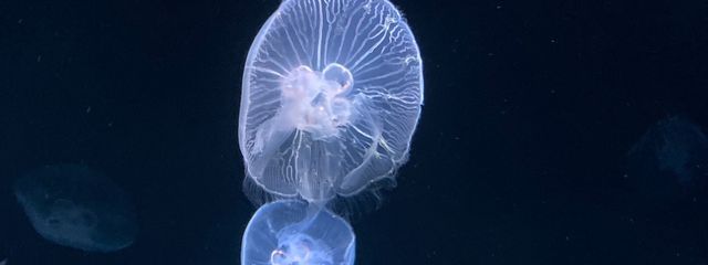 胡桃推しさんの壁紙画像