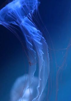   海月の日 __  .    
