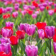 春さんのアイコン画像