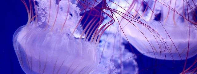 ゆらふぃ𓂃🪼🫧‪さんの壁紙画像