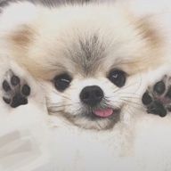 そな｡ᐡo̴̶̷̤  ̫ o̴̶̷̤ᐡ‪‪さんのアイコン画像