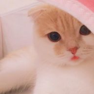 ねこわたあめさんのアイコン画像