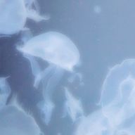 りんご飴さんのアイコン画像