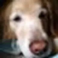 金脇真人@ウマ娘始めました夜道トさんのアイコン画像