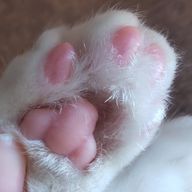 ˙˚ 𓆩 ✞ 𓆪 ˚˙  活休中さんのアイコン画像