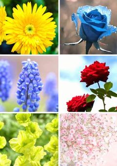 みんなの夢を叶える日、