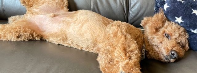 かのんさんの壁紙画像