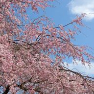 好さんのアイコン画像