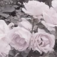 ‎ﮩ٨ـﮩ♡ـﮩ٨ـﮩさんのアイコン画像