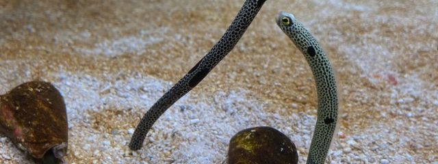 怜音_LEON 🐋💙 不定期投稿中・・・さんの壁紙画像