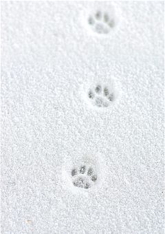 星降る夜に君だけが __ 。