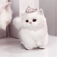 か ぷ ち ー の ❔ 🥞さんのアイコン画像