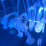 りらさんのアイコン画像