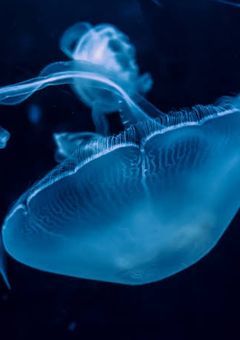 姫奈せんよー！