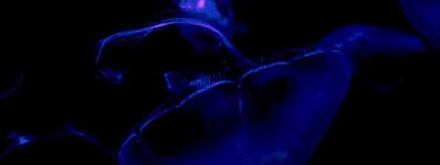 海月姫🪼🫧さんの壁紙画像