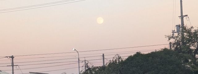 ゆりさんの壁紙画像