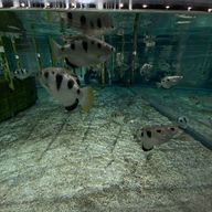 やほさんのアイコン画像