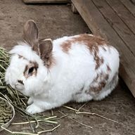 𝕐𝕦𝕣𝕚𝕟𝕒さんのアイコン画像