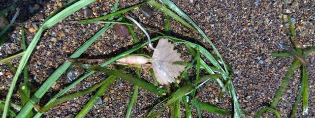 Eileenさんの壁紙画像