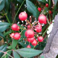 Eileenさんのアイコン画像