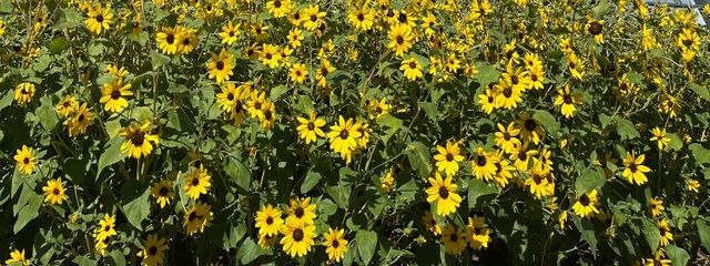 チチャロンさんの壁紙画像