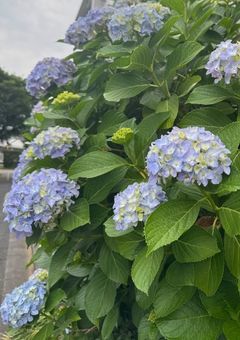 枝折栞🔖