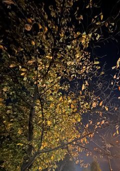 『Autumn Leftover 』