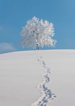 生まれ変わったら推しの子でした？！