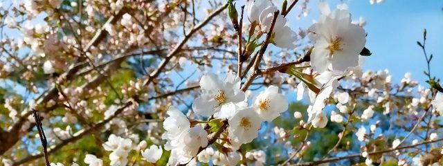 咲優@受験生だなんて信じないさんの壁紙画像