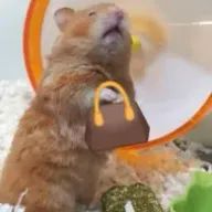 iuauingさんのアイコン画像