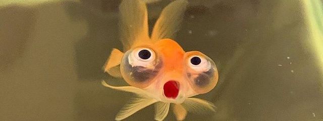 　土屋　翔璃  　@ 小説書き直し中さんの壁紙画像