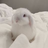 🐇‎🤍さんのアイコン画像