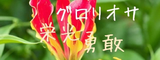 希サ( ´・∀・｀)さんの壁紙画像