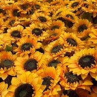 (´∀｀)   💐🍵🧡さんのアイコン画像