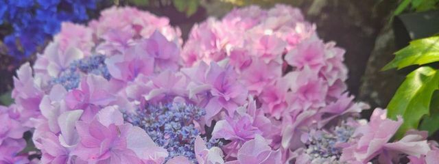 白蛇さんの壁紙画像